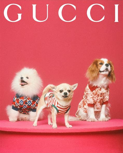 gucci pet collectie 2014|Gucci pet collection.